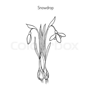 320x320 Snowdrop Isolated On The White Stock Vector Colourbox