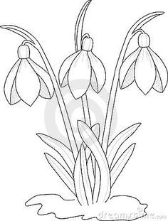 236x311 How To Draw Snowdrops