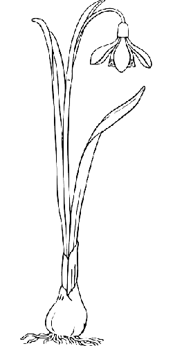 250x500 Free Pictures Snowdrops