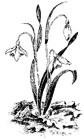 278x461 How To Draw A Snowdrop Step By Step Pictures To Pin