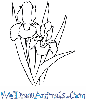 300x350 How To Draw An Iris Flower