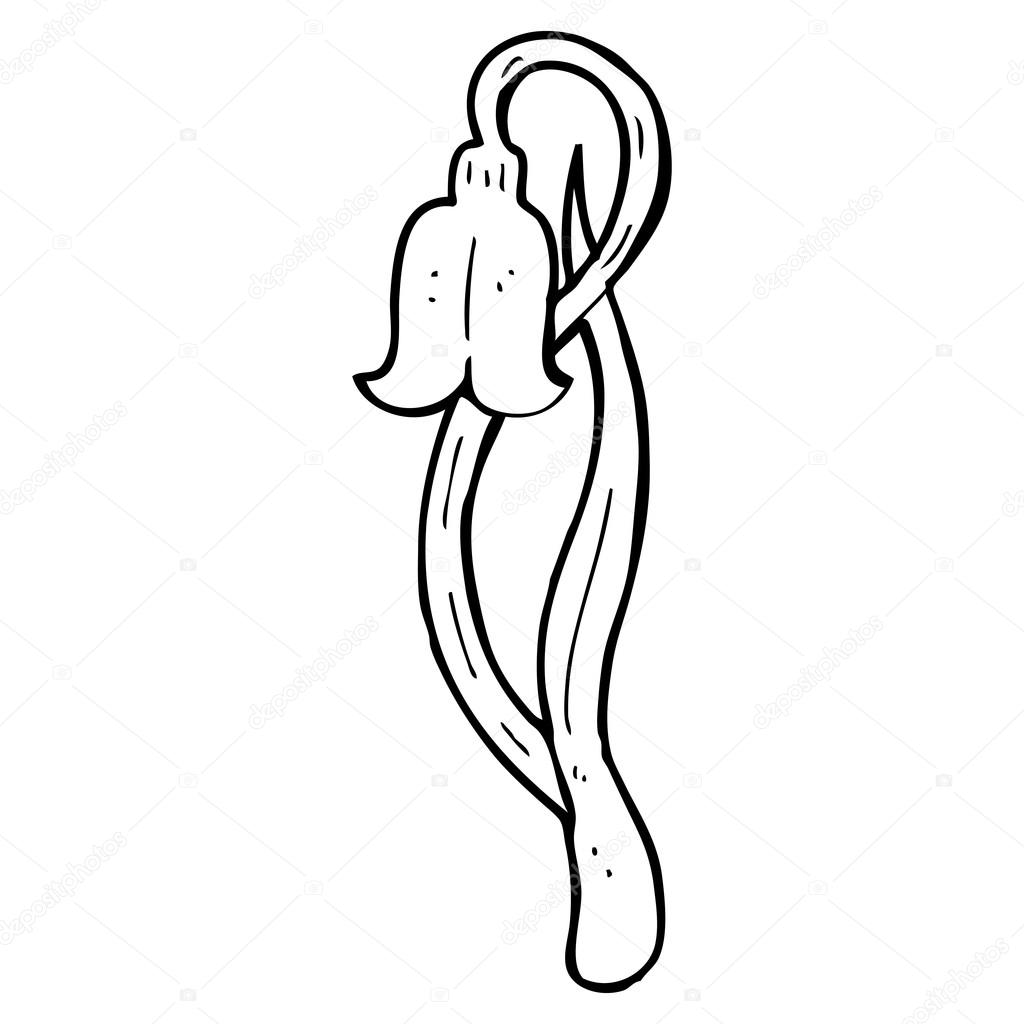 1024x1024 Snowdrop Flower Drawing