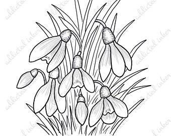 340x270 Snowdrops Etsy