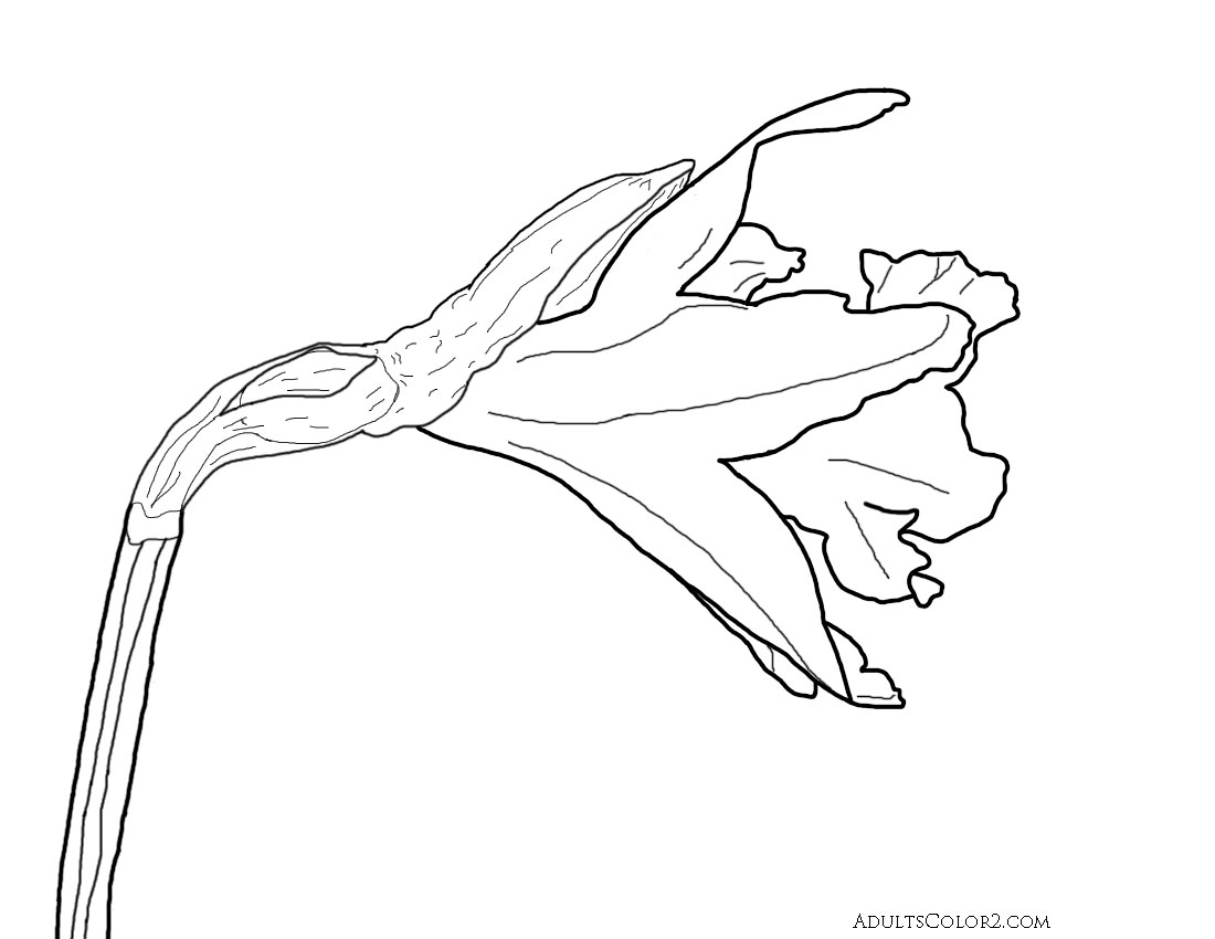 1100x850 Spring Flowers Coloring Page Beautiful Blossoms