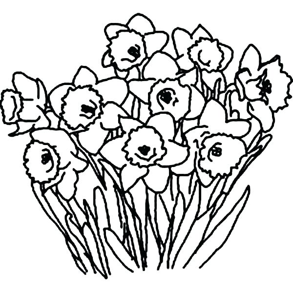600x600 Daffodil Coloring Page Spring Garden Flowers Coloring Page