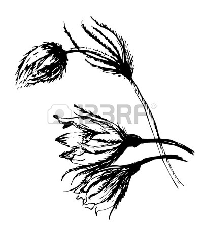 402x450 Drawing Flowers Snowdrop, Sleep Grass Sketch Illustration Royalty