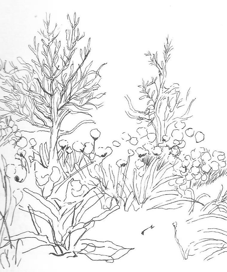 758x906 Drawing Annie Seikonia