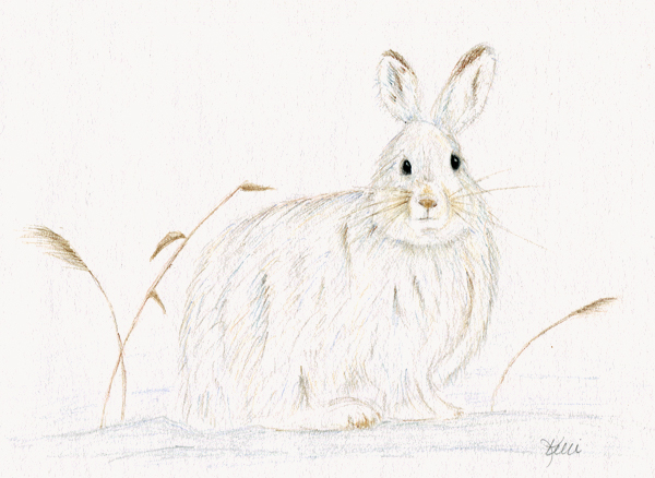 600x438 Snowshoe Hare Drawing Maine Wild Life