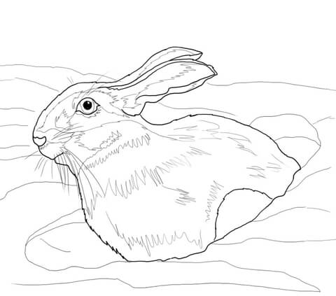 480x423 Snowshoe Hare In Snow Drift Coloring Page Free Printable