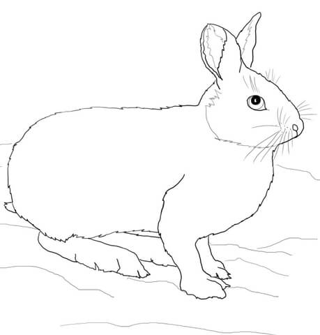 459x480 Snowshoe Hare Or Rabbit Coloring Page Free Printable Coloring Pages