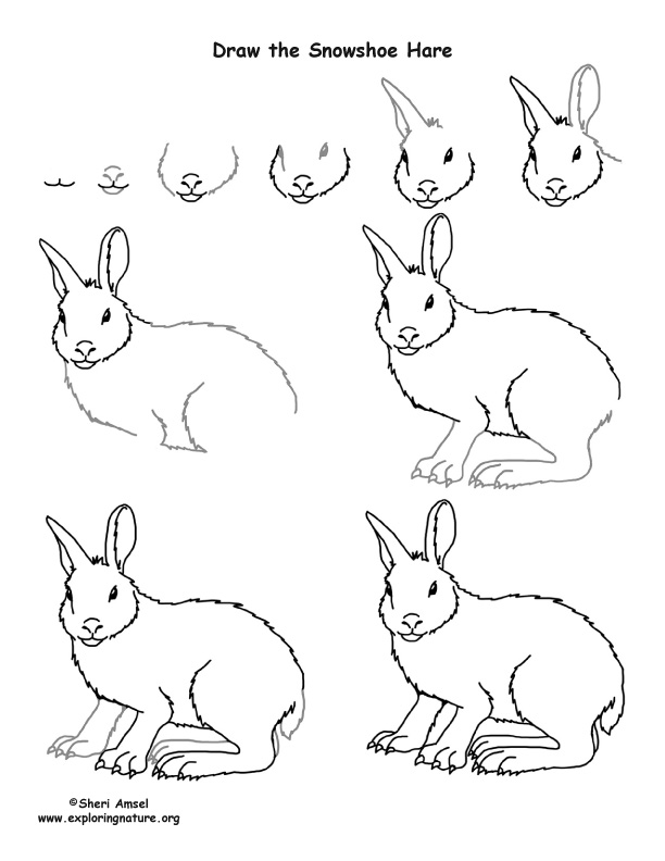 612x792 How To Draw A Snowshoe Hare