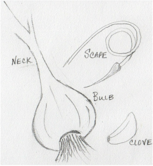 317x343 Snowy Mountain Organics