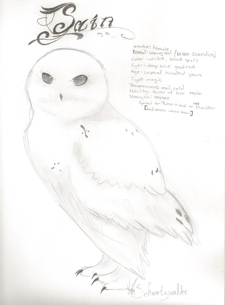 767x1041 Sain, Snowy Owl By Evelwyn