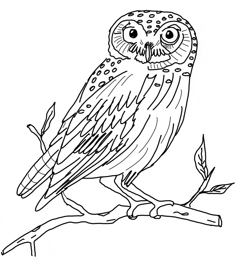 901x999 Snowy Owl Coloring Page