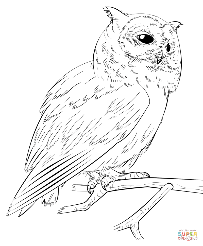 800x970 Southern White Faced Owl Coloring Page Free Printable Coloring Pages