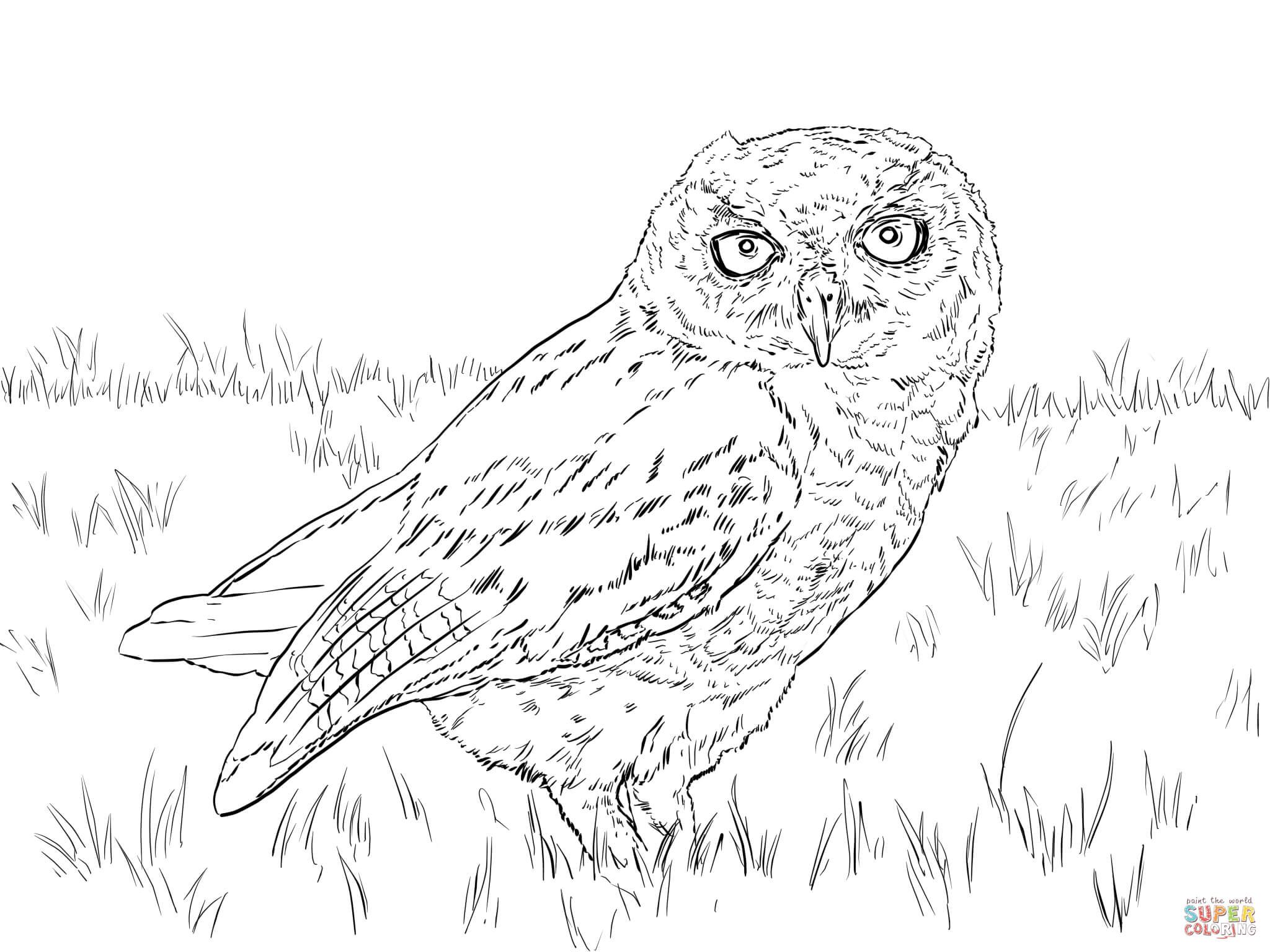 2048x1536 Western Screech Owl Coloring Page Free Printable Coloring Pages