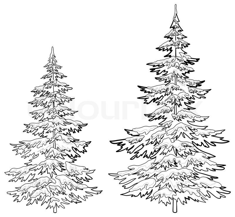 800x739 Get This Hi Res Stock Photo Christmas Trees Under Snow On A White