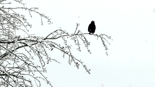 590x332 Black Raven On Snowy Tree By Videomagus Videohive