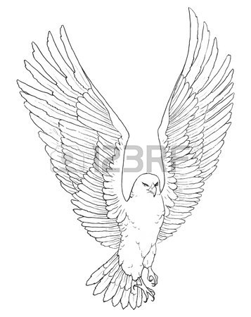357x450 Sketch Illustration Of A Soaring Beautiful Eagle Royalty Free