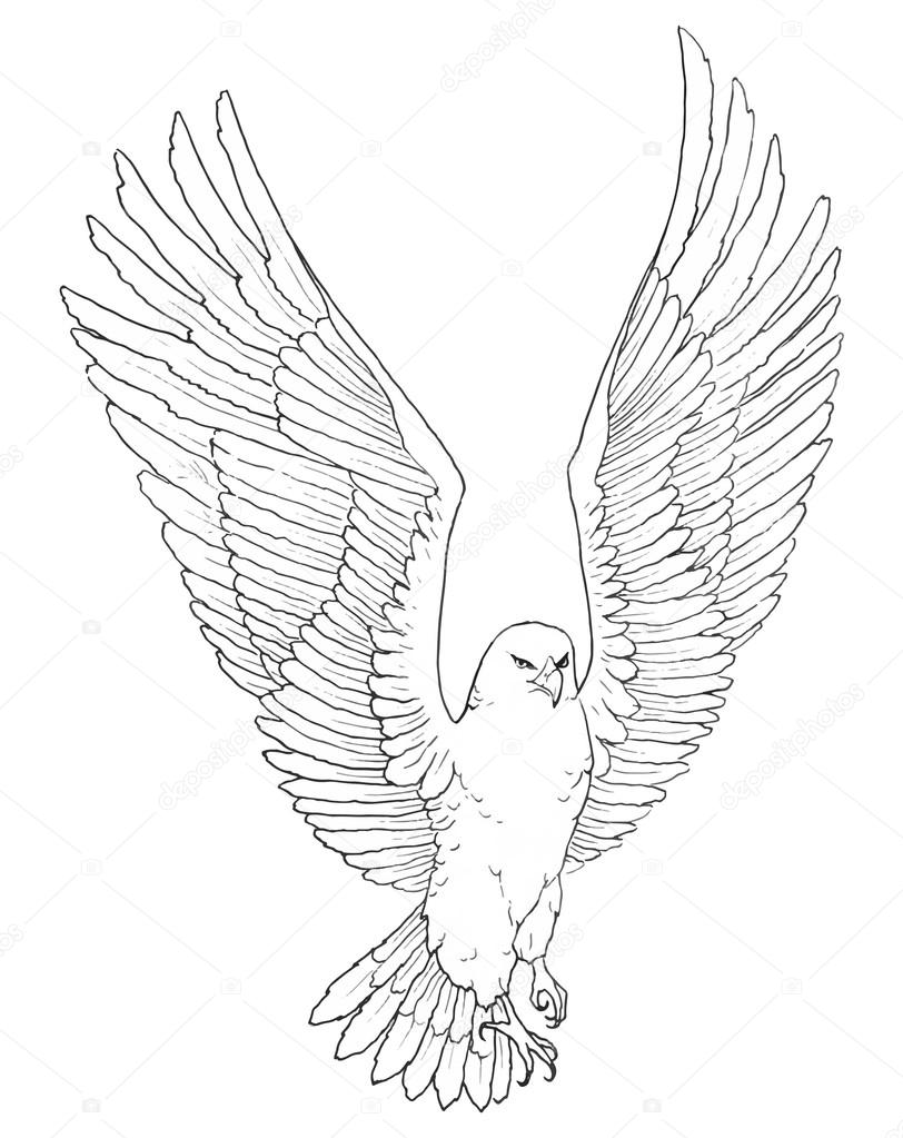 812x1023 Sketch Illustration Of A Soaring Eagle Stock Vector Egnismoore