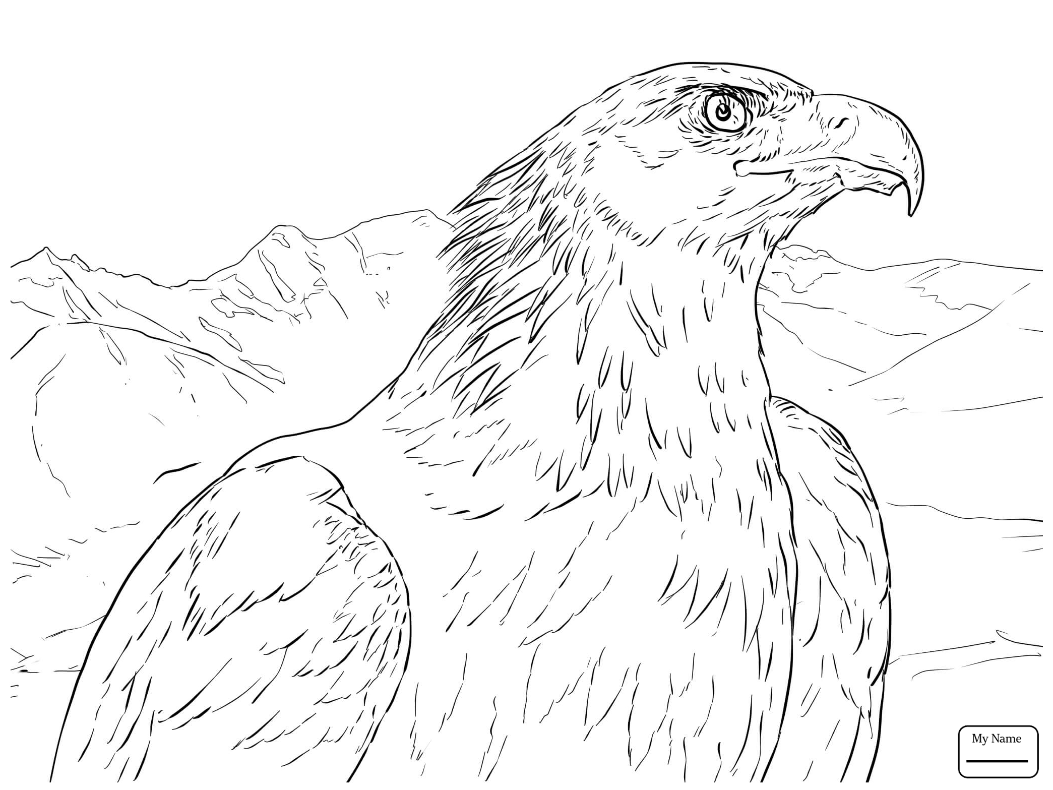 2089x1567 Coloring Pages For Kids Birds Bald Eagle Soaring