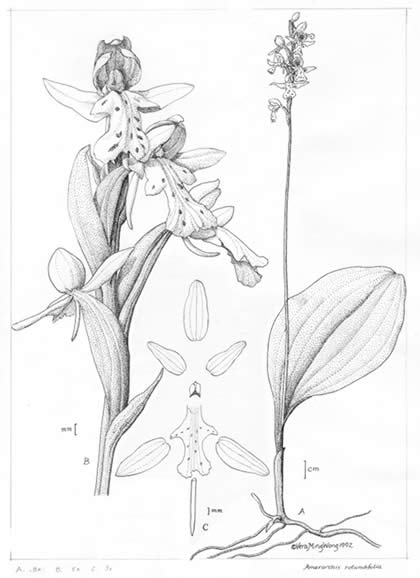 420x578 Drawing Plants In Pen Amp Ink Minnesota Native Plant Society Blog