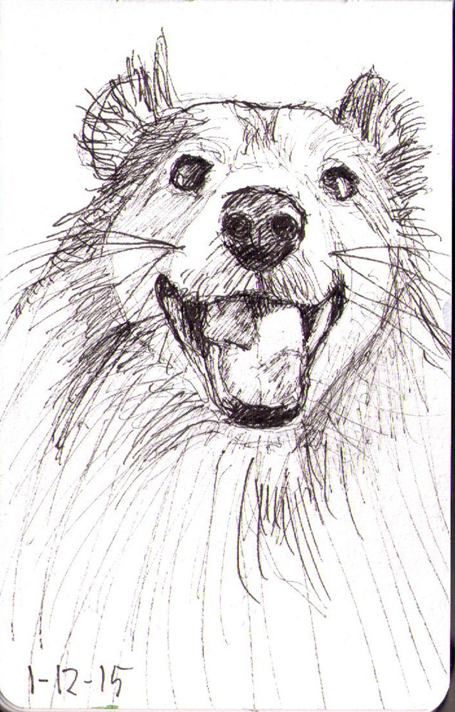 639x1000 Sketch Of A Happy Sheltie Dog! One Drawing Daily