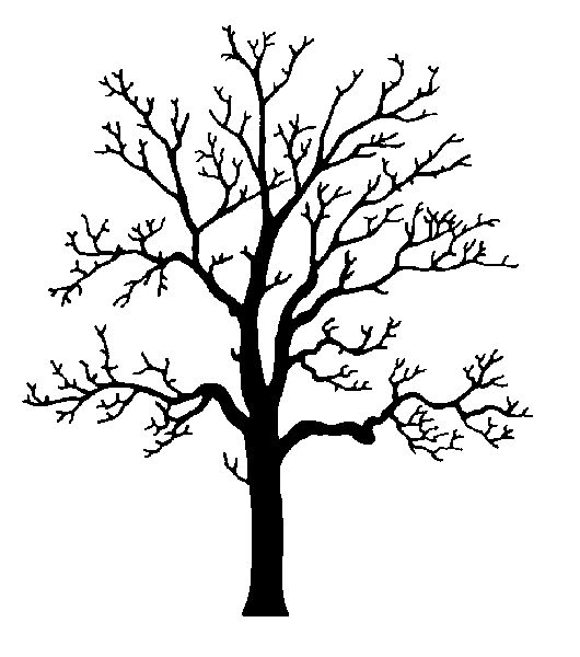 530x600 Coloring Pages Decorative Oak Tree Line Drawing Clip Art