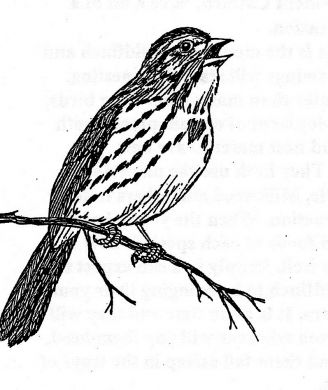 328x390 Song Sparrow