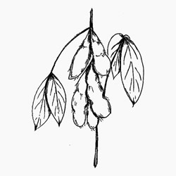 250x250 Soya Carrier Oil