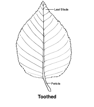 314x358 Drawing As A Way Of Looking