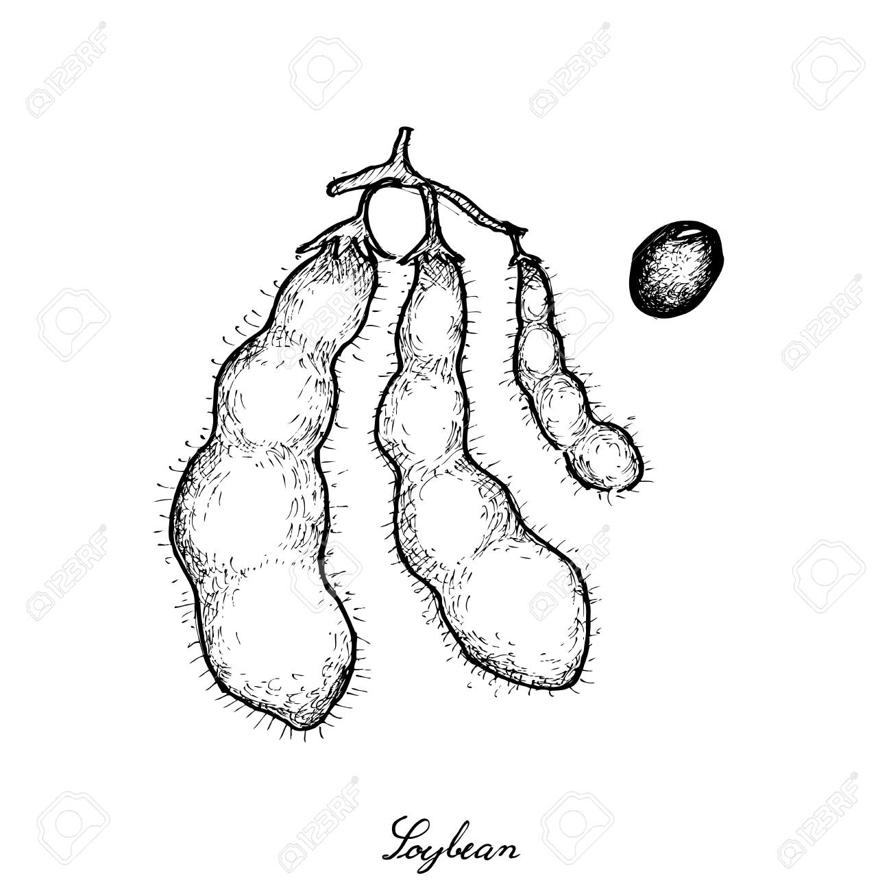 1300x1300 Vegetable And Fruit, Illustration Of Hand Drawn Sketch Fresh