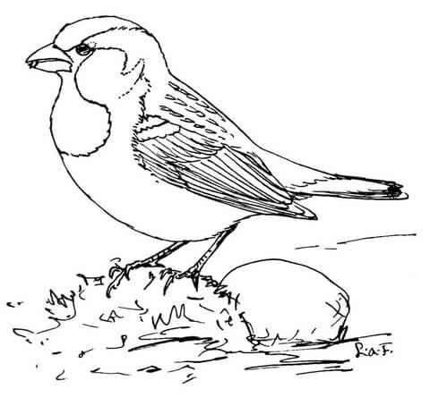 480x454 House Sparrow Coloring Page Drawings To Colour