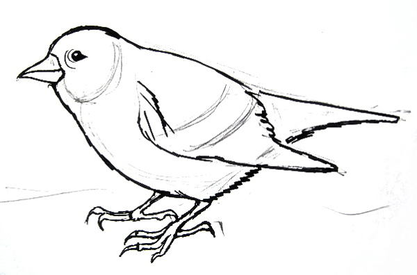 600x396 How To Draw A Siskin