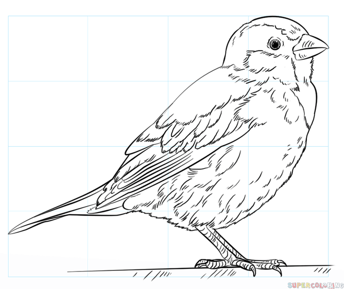 685x575 How To Draw A House Sparrow Step By Step Drawing Tutorials