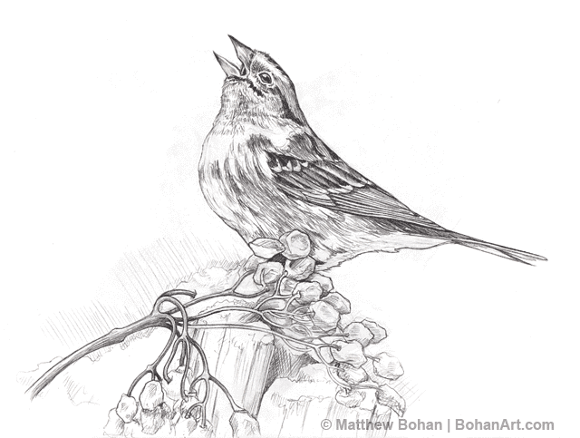 640x483 American Tree Sparrow Pencil Sketch Drawings