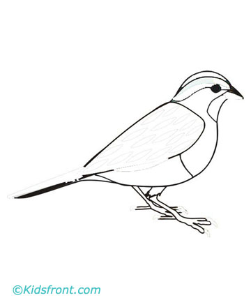 360x440 Sparrow Coloring Pages Printable