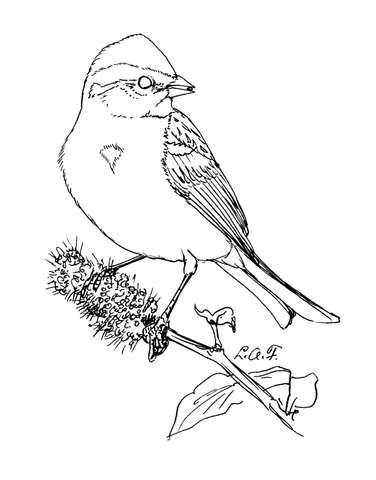 376x480 American Tree Sparrow Coloring Page Free Printable Coloring Pages