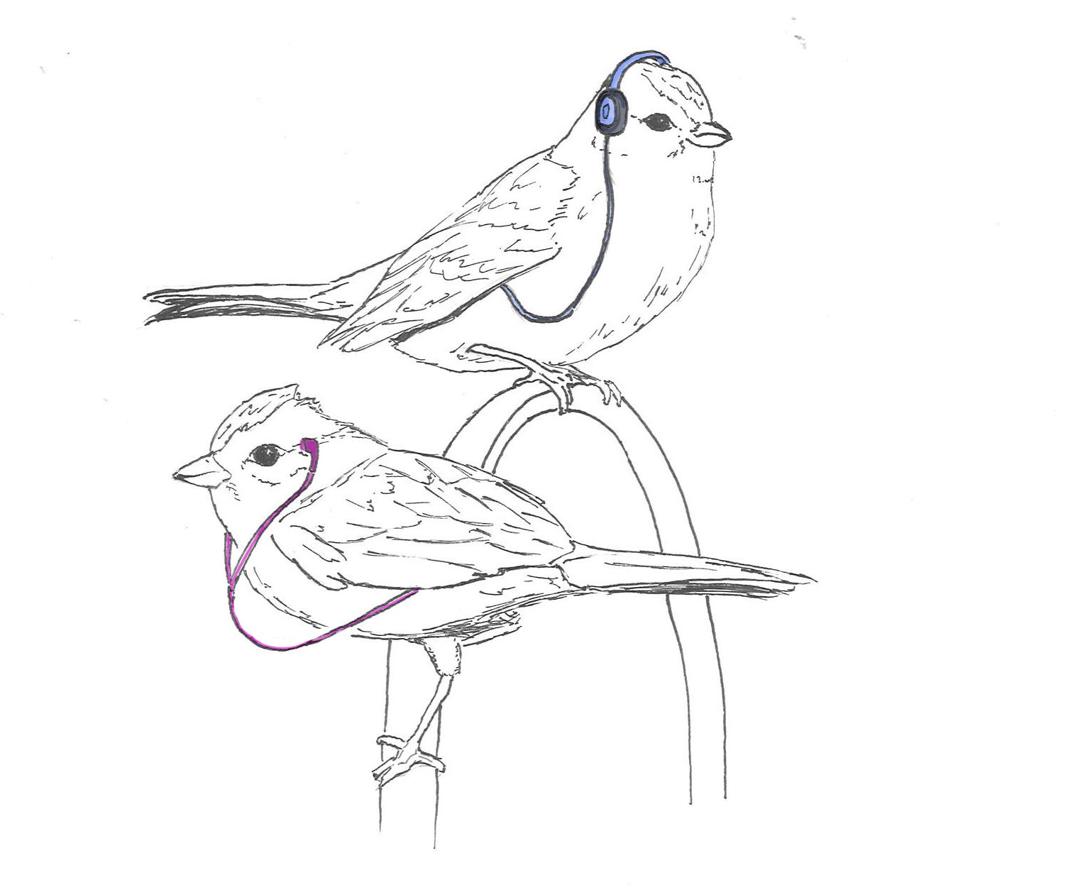 1512x1254 Unl Researchers Affirm Hypothesis Sparrows Can Learn Their Species