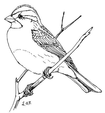 446x480 White Throated Sparrow Coloring Page Free Printable Coloring Pages