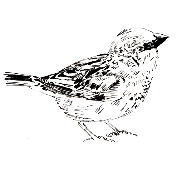 567x567 Bird Of The Fortnight Wc 25.04.16 The Sparrow Ella's Place