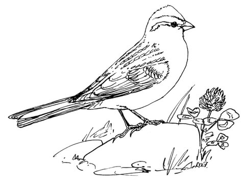 480x368 Chipping Sparrow Coloring Page Free Printable Coloring Pages