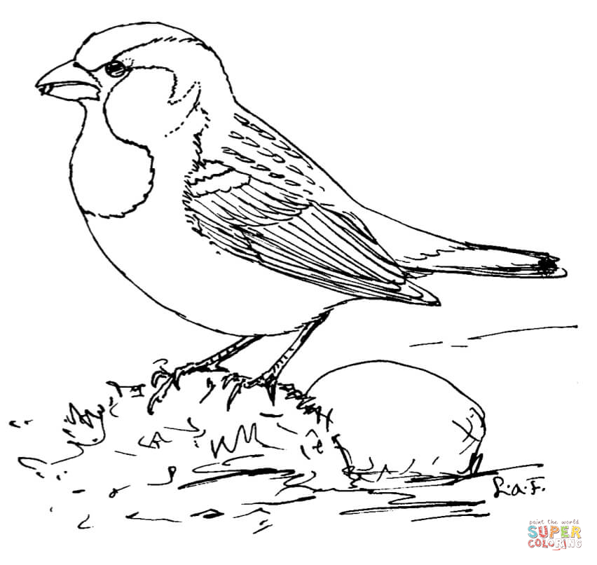 852x806 House Sparrow Super Coloring Art Adult Coloring