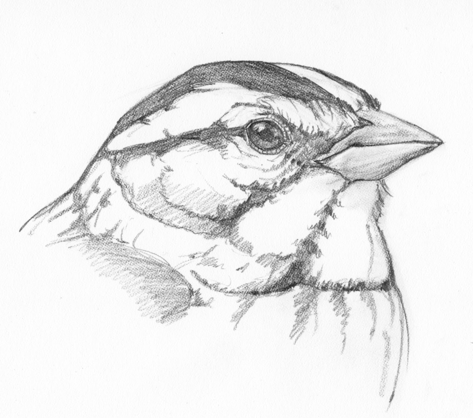 1600x1414 K.k. Arts Sparrows, Herons, And Cranes .oh My!