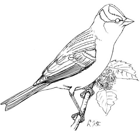 480x459 Perched White Crowned Sparrow Coloring Page Free Printable