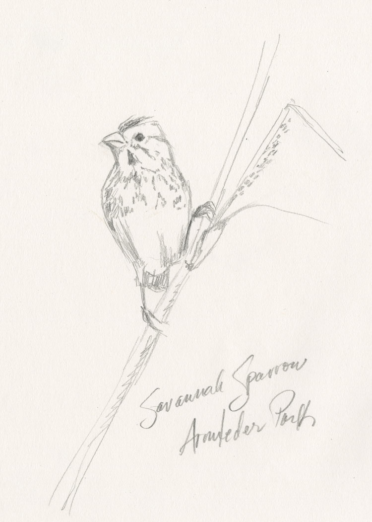750x1051 Red The Peanut Painting Drawing Savannah Sparrows