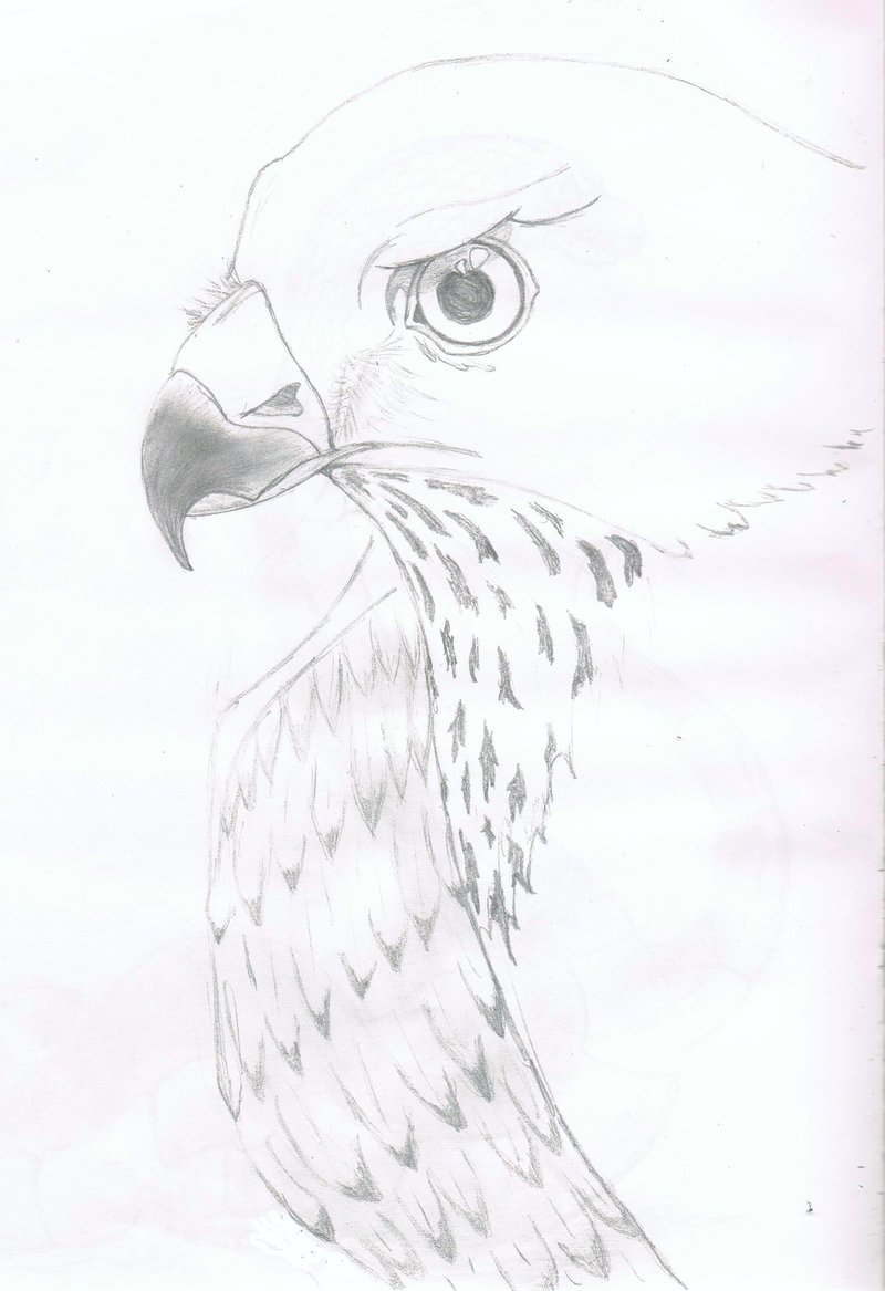 800x1167 Sparrow Hawk Drawing By Realvisioon