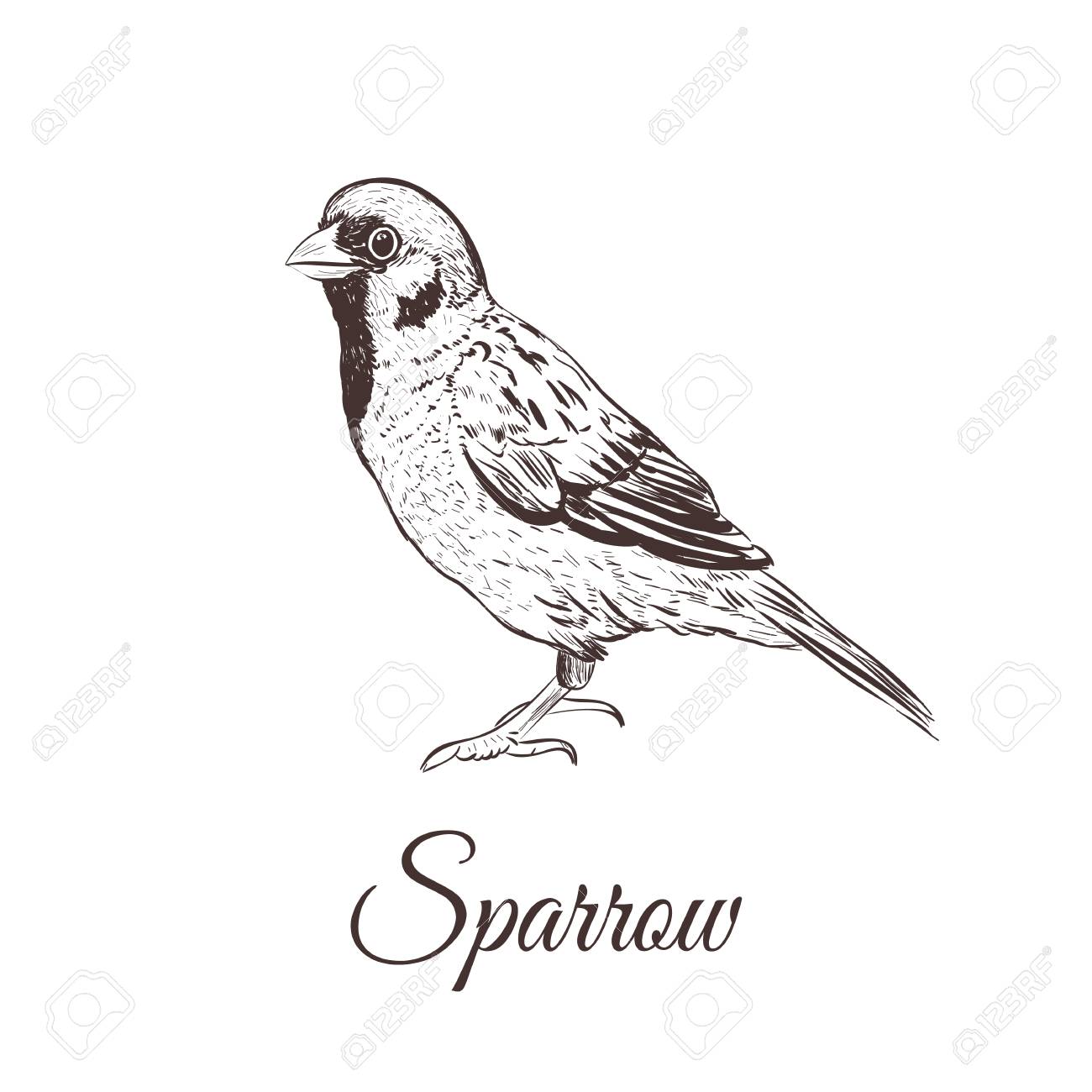 1300x1300 Sparrow Sketch Vector Illustration. A Series Of Drawings Of Birds