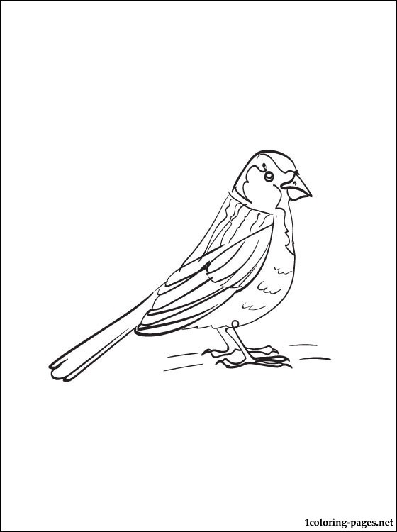 560x750 Sparrow Coloring Page Coloring Pages