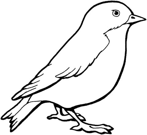 480x441 Sparrow Coloring Page Free Printable Coloring Pages